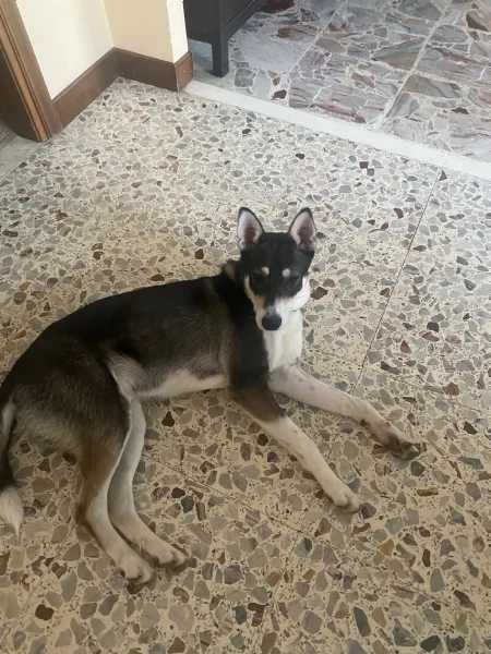 Cane maschio mix husky e cane lupo cerca casa | Foto 2