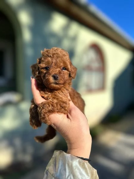 Cuccioli di Barboncino Toy e Mini