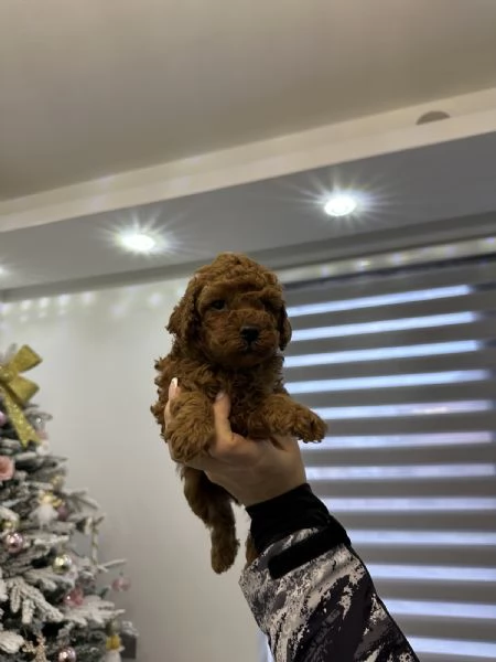 Cuccioli di Barboncino Toy e Mini | Foto 0