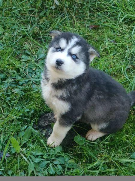 Siberian husky  | Foto 3