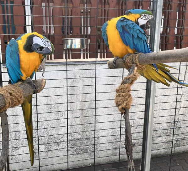 Ara blu e oro femmina in vendita