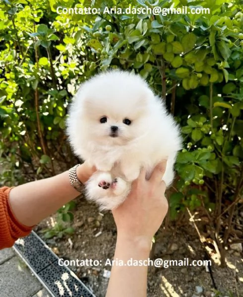 POMERANIA CUCCIOLI (MASCHIO E FEMMINA) bellissimi cuccioli di Pomerania, maschio e femmina, si conse