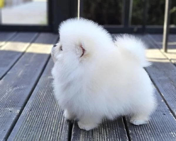 Cuccioli di Spitz Pomerania taglia mini | Foto 0