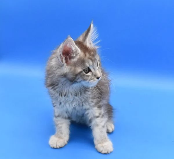 Cucciola di razza Maine Coon