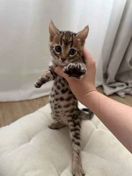 Cuccioli puri di gatto Bengala | Foto 0