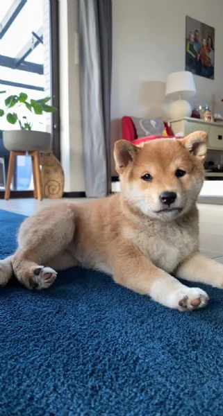 Due Shiba Inu con pedigree