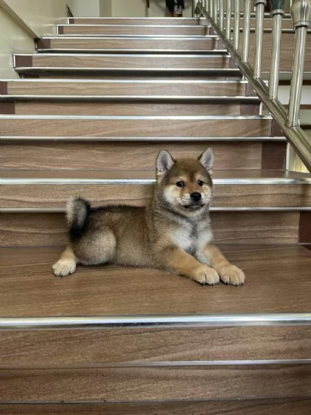 Shiba Inu maschio e femmina | Foto 0