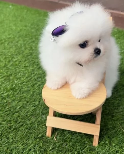 questi cuccioli di Pomerania | Foto 0