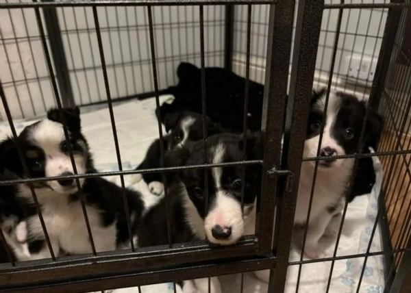 Border Collie di razza pura, idonei all'adozione