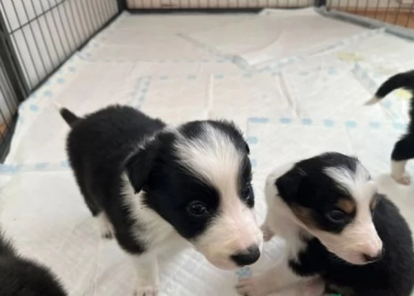 3Border Collie di razza pura, idonei all'adozione. 