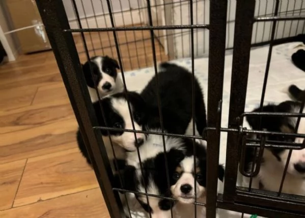 3 Border Collie  pronto per all'adozione