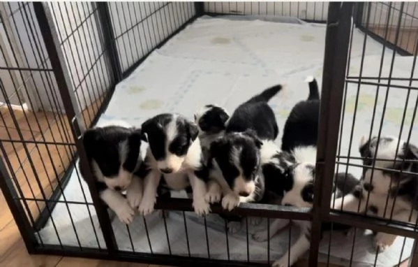 3 Border Collie