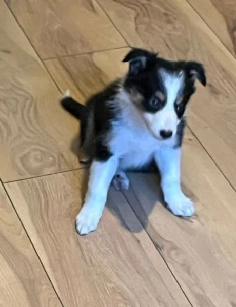 Border Collie di razza pura, idonei all'adozione. 