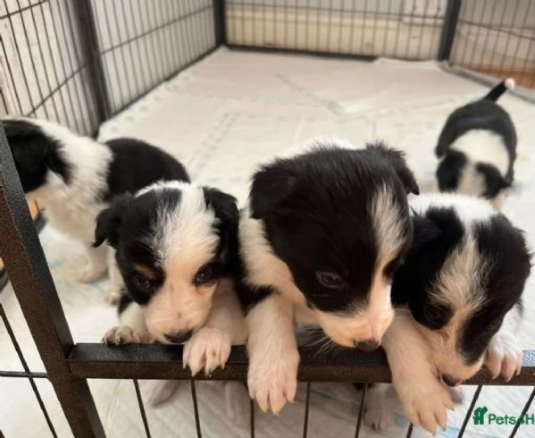 Bellissimo Border Collie all'adozione