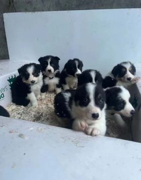 Border Collie di razza pura, idonei all'adozione. | Foto 0