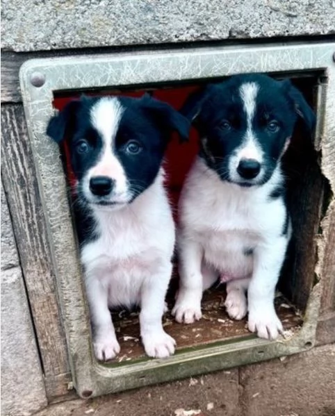 Border Collie di razza pura, idonei all'adozione.