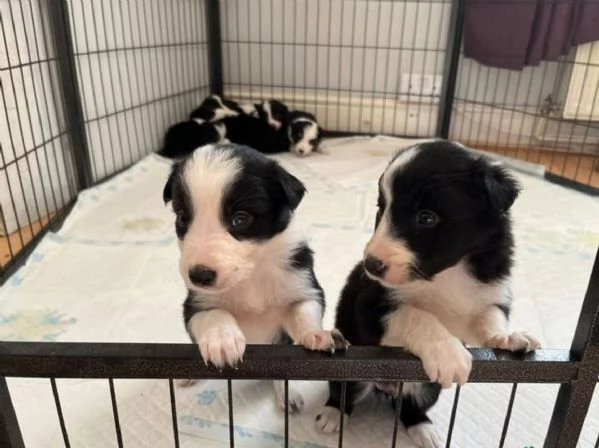 Border Collie  idonei all'adozione Bellissimo