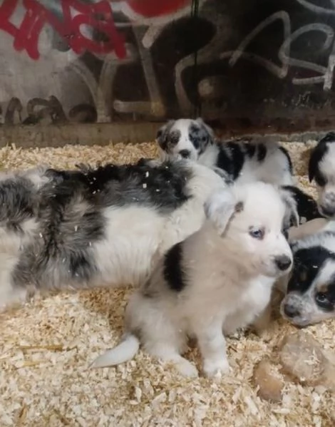 Bellissimo Border Collie di razza pura