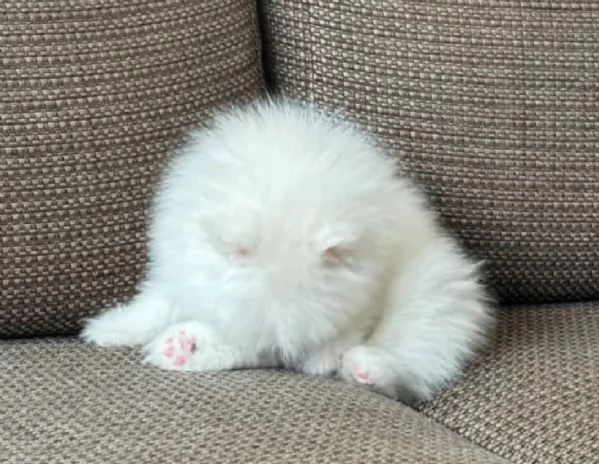 POMERANIA CUCCIOLI (MASCHIO E FEMMINA)