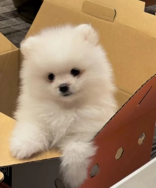 POMERANIA CUCCIOLI (MASCHIO E FEMMINA) | Foto 0