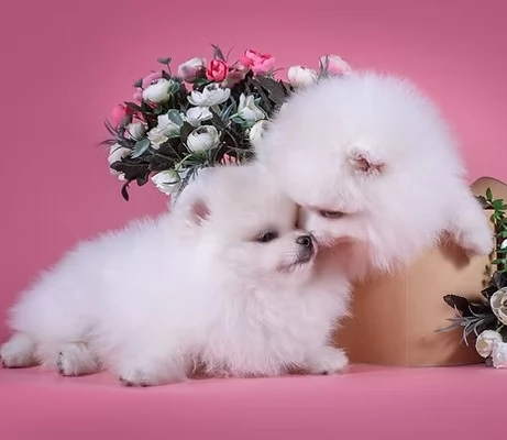 cuccioli di Pomerania bellissim | Foto 0