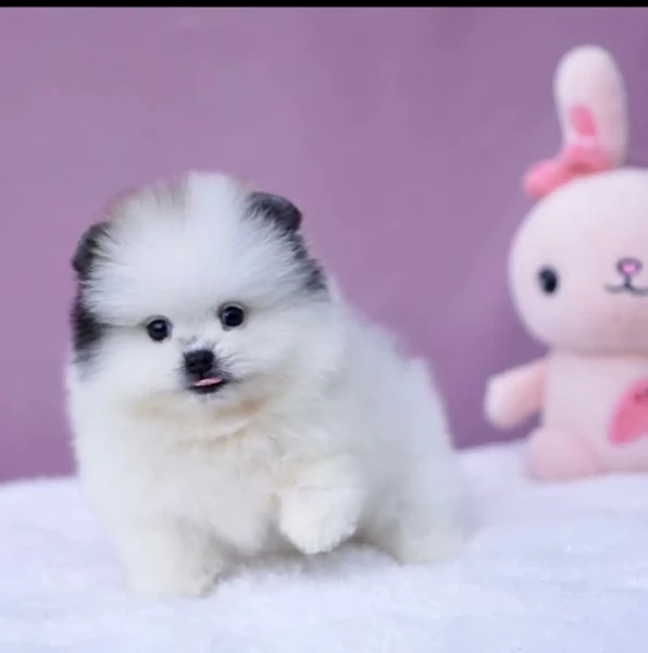 2 Fantastico cuccioli Pomerania