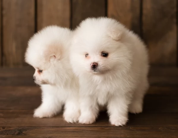 stupendi cuccioli della razza pura di pomerania