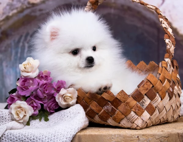 cucciolata di cuccioli di Pomerania Volpino | Foto 0