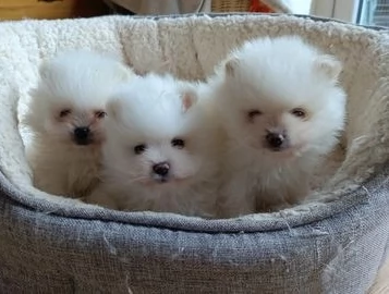 stupendi cuccioli di pomerania