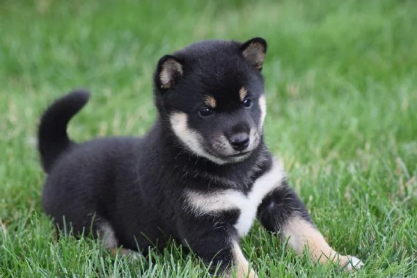 Due Shiba Inu con pedigree!!