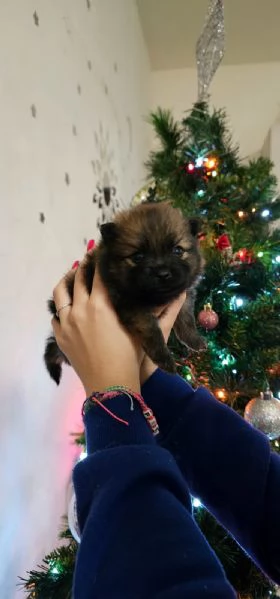 Cuccioli di spitz tedesco | Foto 0