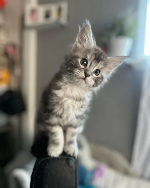 Maine Coon cuccioli