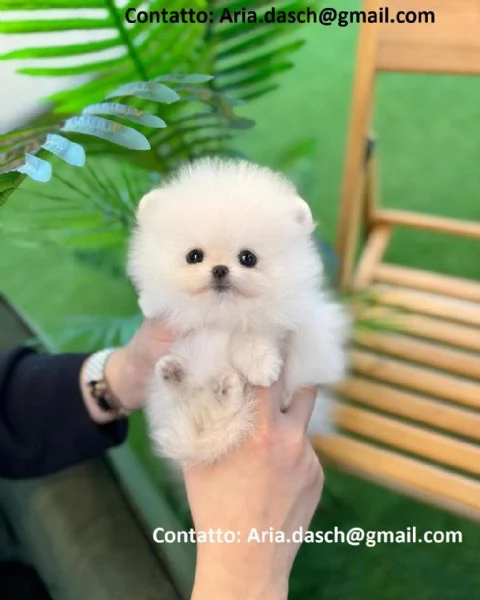 POMERANIA CUCCIOLI (MASCHIO E FEMMINA) bellissimi cuccioli di Pomerania, maschio e femmina, si conse