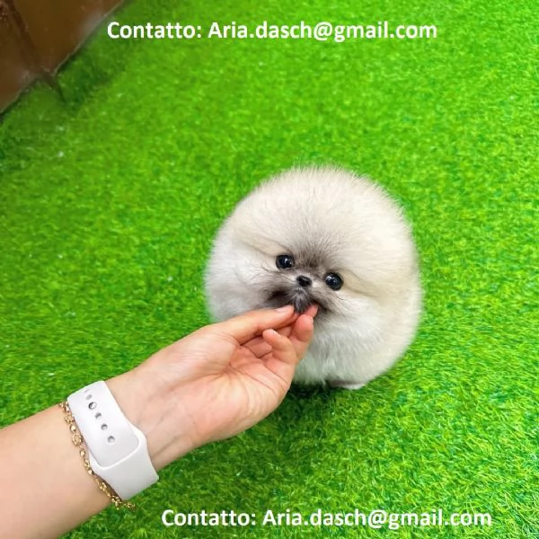 POMERANIA CUCCIOLI (MASCHIO E FEMMINA) bellissimi cuccioli di Pomerania, maschio e femmina, si conse