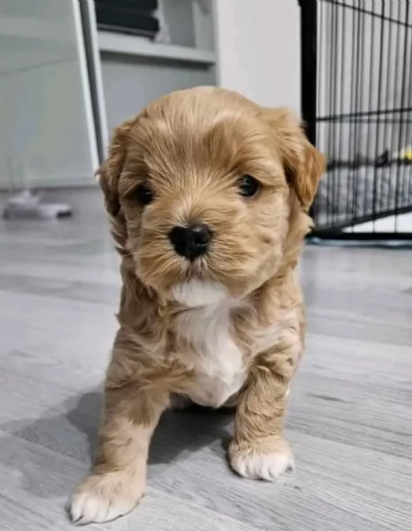 cuccioli di barboncino da adottare