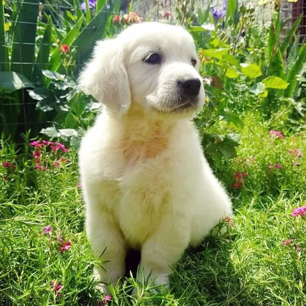 Due cuccioli maschietti di Golden retriever | Foto 0