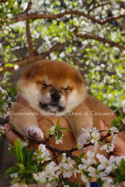 Super cuccioli di Shiba inu con pedigree ENCI  | Foto 2