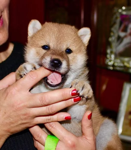 Super cuccioli di Shiba inu con pedigree ENCI  | Foto 0