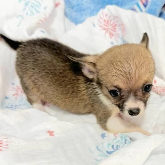 REGALO Cuccioli dolce e bella chihuahua toy Stiamo dando questi nostri cuccioli sani maschi e femmin