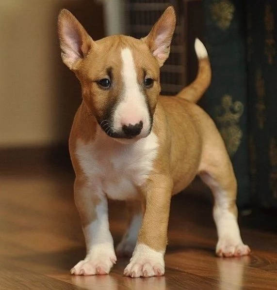 cuccioli di bull terrier femminucce e maschietti disponibili per l'adozione gratuita i cuccioli sono