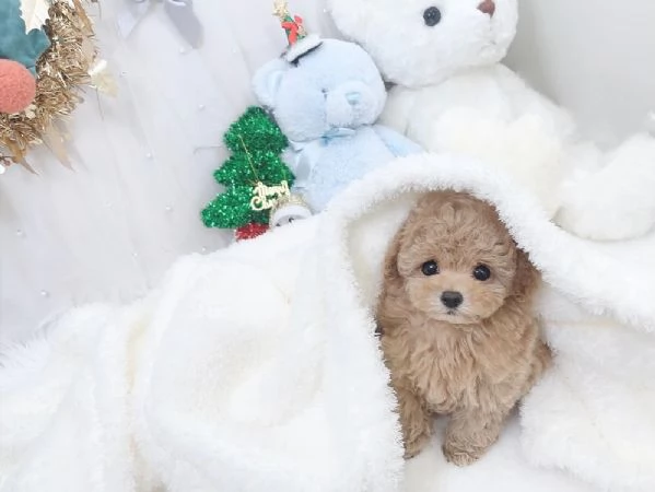 Small Size Poodle Puppies | Foto 0