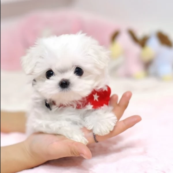 Maltese puppies for adoption  | Foto 0