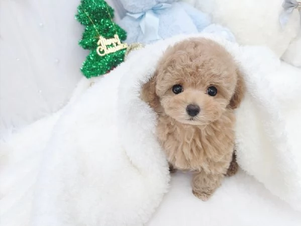 Beautiful small poodle puppies 