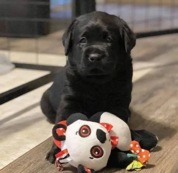 Labrador Retriever Puppy For Sale | Foto 0