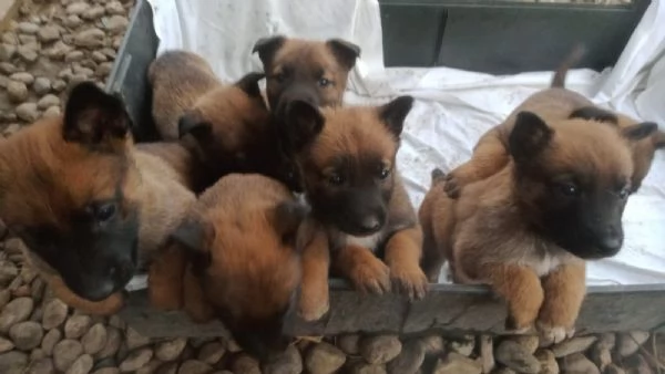 Vendo cuccioli di Pastore Belga | Foto 3