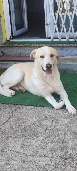 Regalo simil labrador