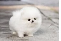 Adorabile cucciolo di Pomerania