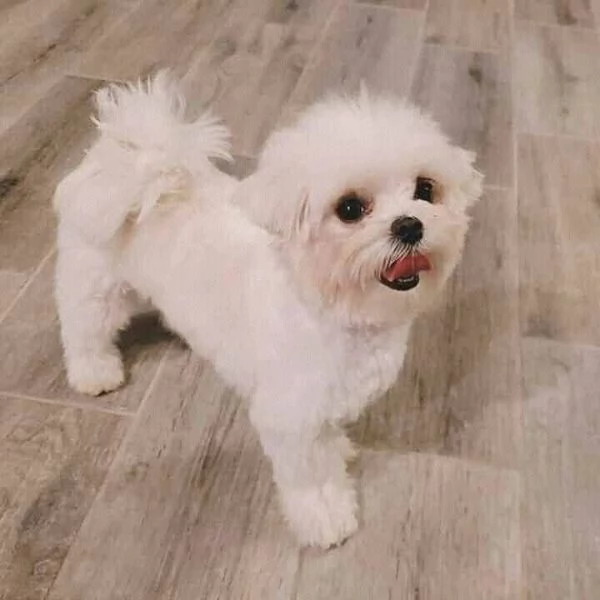 Adorable Maltese for sale 