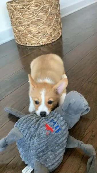 Cuccioli sani di Pembroke Welsh Corgi