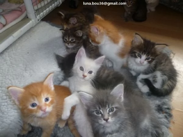 Maine coon gattino tipo 5 palle Kitten Maine tipo di capelli, 3 femmine e 2 maschi. Sono disponibili